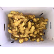 Hot Sale Fresh Ginger Seeds /Ginger Roots/Orangic Ginger